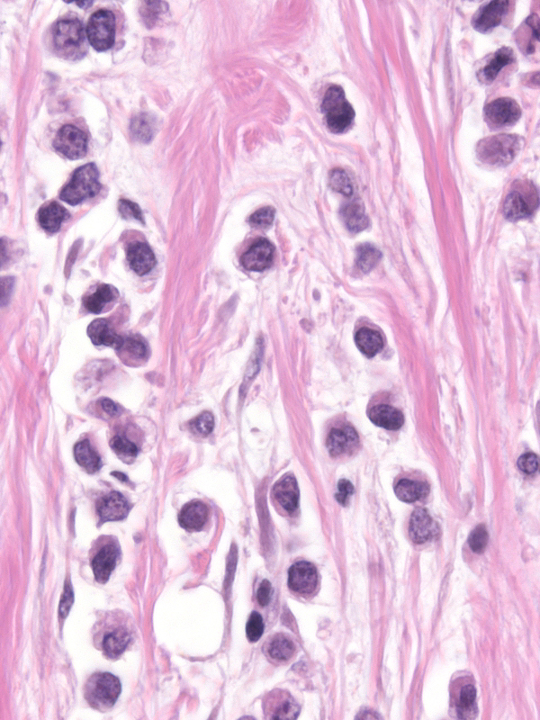 11-2_Cells_2_-_closeup.jpg