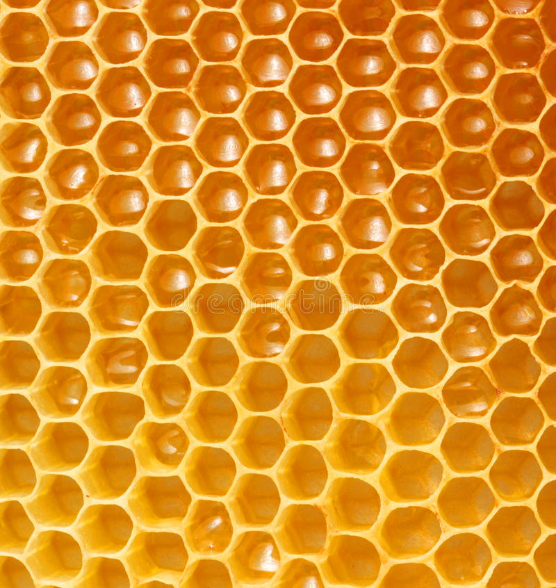 1b_real_honeycomb_.jpg