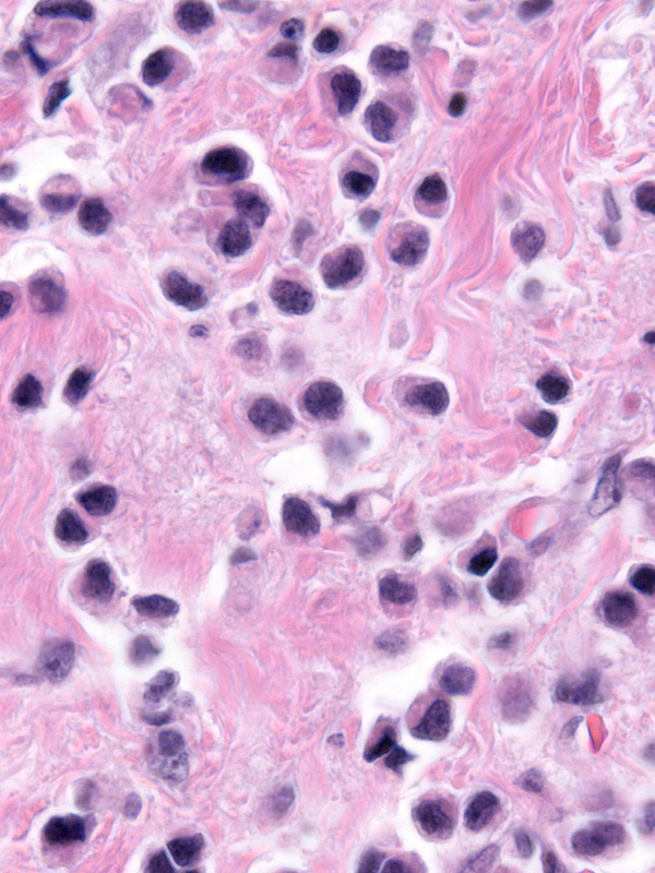 11-3_Cells_1_-_closeup.jpg