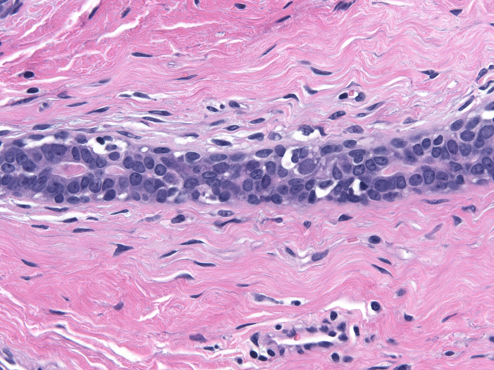 Epithelium.jpg