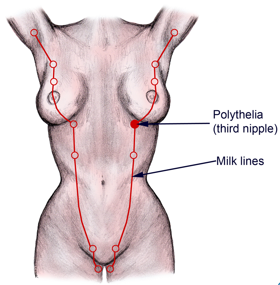 1-2_Milk_lines.jpg