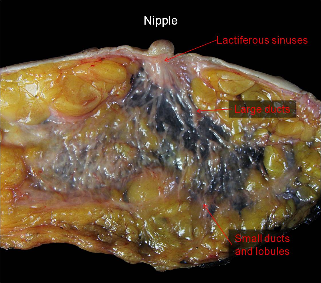 1-1_NA_normal_nipple_6.30.14-2.jpg