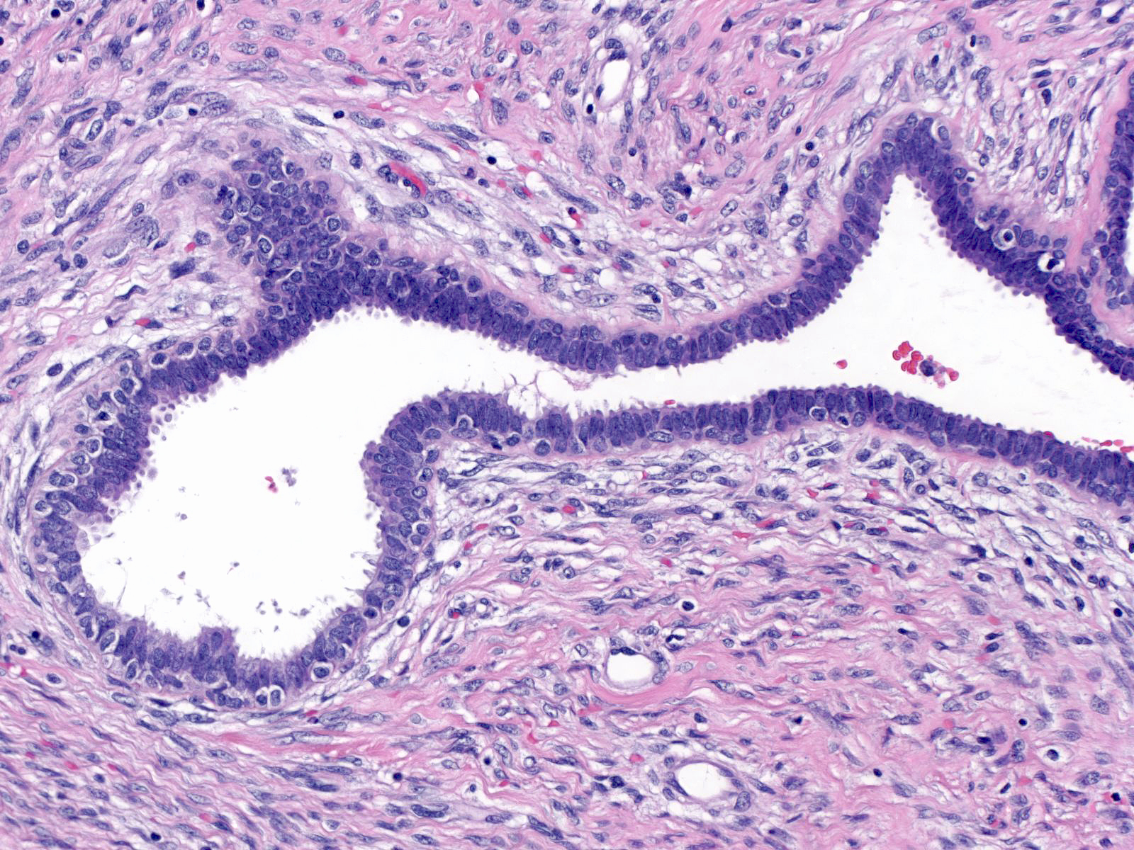 33-21_Epithelium-3.jpg